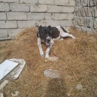 واگذاری سگ سرابی ۳ساله