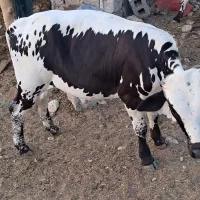 فروش گوساله
