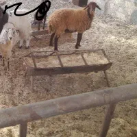 فروشی یک میش آبستن سه ماه و یک بز آبستن دوماه