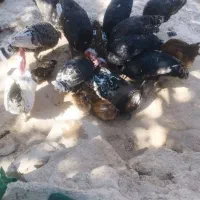 پخت نان محلی()