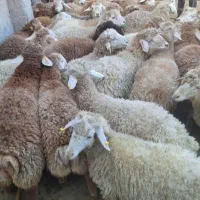 گوسفند اذربایجان بره نر درجه یک پرواری|حیوانات مزرعه|قم, باسکول|دیوار