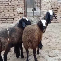 گـوسفند چاق شال|حیوانات مزرعه|انار, |دیوار