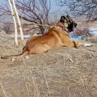 واگذاری سگ سرابی