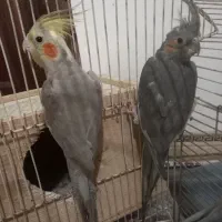 عروس هلندی ۳تا ماده