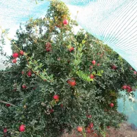 تنها تولیدکننده تور سایبان استاندارد سبز مشکی آبی|عمدهفروشی|محلات, |دیوار