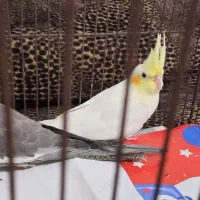 عروس هلندی لوتینو چشم شرابی و سینامون دوماه|پرنده|تهران, شهرک آپادانا|دیوار
