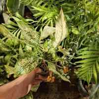 گل اپارتمانی سایه دوست شمادورا|خدمات باغبانی و درختکاری|فلاورجان, |دیوار