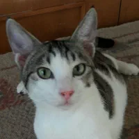 واگذاری هشت ماهه میلو