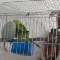 مرغ عشق|پرنده|تهران, امیر بهادر|دیوار