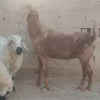 بز مری ابست