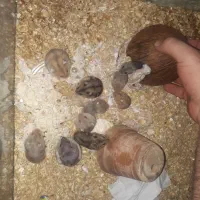 همستر مینیاتوری گلد طلایی|موش و خرگوش|محمدشهر, علی آباد گونه|دیوار