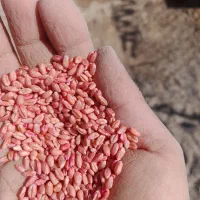 بذرگندم|خدمات باغبانی و درختکاری|بزینه رود, |دیوار
