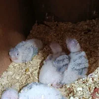 فروش جوجه گرینچیک سرلاکی|پرنده|بردسکن, |دیوار