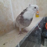 کبوتر شازده نوک قنار|پرنده|تهران, طیب|دیوار