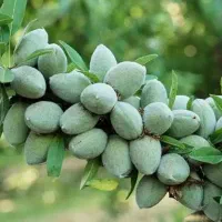 بادام تونو ،ایتالیایی