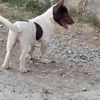 سگ پاکوتاه