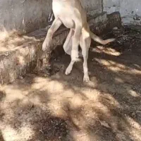 سگ سرابی اصیل