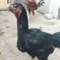 تخم لاری درجه یک اصل جنس