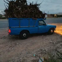 خرید درخت و ریشه