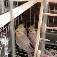 عروس هلندی جوجه|پرنده|محمدشهر, جعفرآباد|دیوار