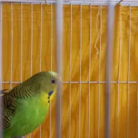 دو عدد مرغ عشق نر سالم با قفس