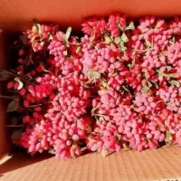 زرشک تازه قائنات|خوردنی و آشامیدنی|گرگان, |دیوار