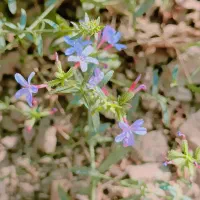 زمین در اسفرورین