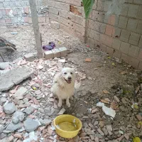 با سلام خدمت دوستان عزیز
