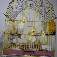 عروس هلندی مولد