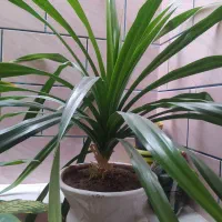 گل های زیبا و شاداب آپارتمانی