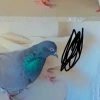 کبوتر|پرنده|گرگان, |دیوار