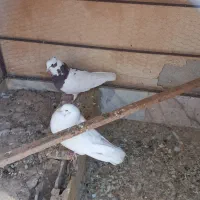 کفتر طوقی ماهرو