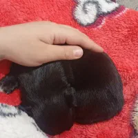 سگ شیتزو کراس