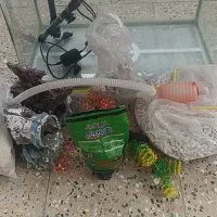 آکواریوم|ماهی|ایلام, |دیوار