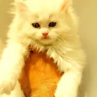 گربه های پرشین|گربه|تبریز, |دیوار