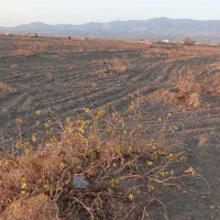 زمین|فروش زمین و ملک کلنگی|سبزوار, کراب|دیوار