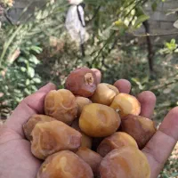 رطب و خرما برحی تازه
