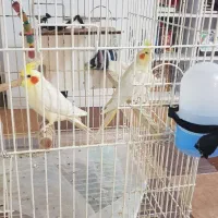 یک جفت طوطی عروس هلندی سخنگو بندر دیّر|پرنده|بندر کنگان, |دیوار