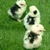 جوجه کوشین بلک متلد