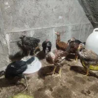 جوجه  شوروی زابل