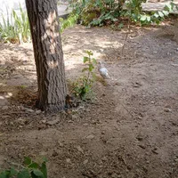 اجاره آپارتمان ۱۲۸ متری ۲ خوابه مرزداران