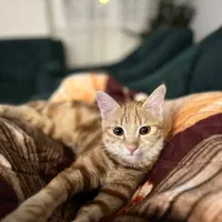 گربه هویجی فوری