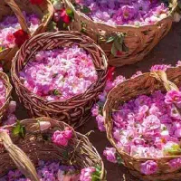 تور یکروزه گلابگیری کاشان