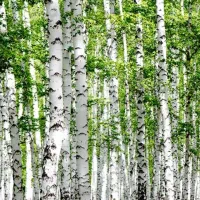 فروش نهال صنوبر و کبوده|گل و گیاه طبیعی|الشتر, |دیوار