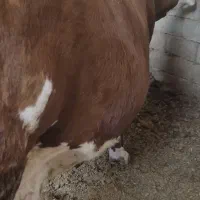 دو رس گاو منت شرابی