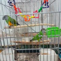 طوطی سنگال|پرنده|خمینیشهر, |دیوار