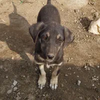 توله سگ عراقی|سگ|میاندوآب, |دیوار