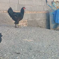 خروس برهما بلک و لایت غول پیکر|حیوانات مزرعه|میانه, |دیوار