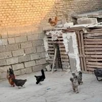 مرغ وخروس|حیوانات مزرعه|اهواز, دغاغله|دیوار