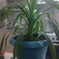 گل پاندالوس